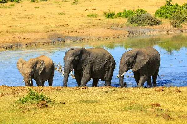 Elefantes africanos caminando — Foto de Stock