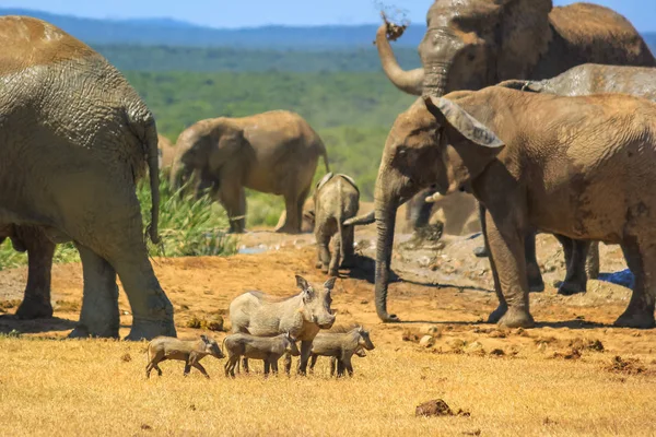 Afrikaanse wilde dieren in Addo Park — Stockfoto