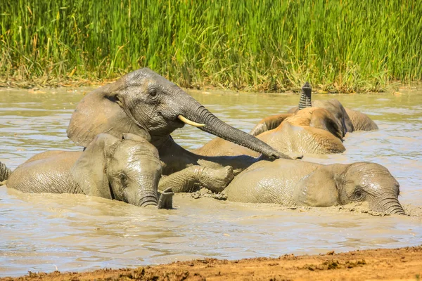 Африканские слоны в грязи — стоковое фото