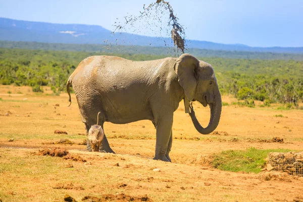 Elefant versprüht Schlamm — Stockfoto