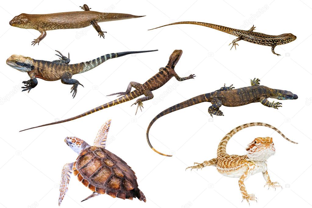 Australian reptiles isolated
