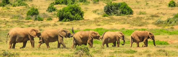 Słonie afrykańskie Panorama — Zdjęcie stockowe