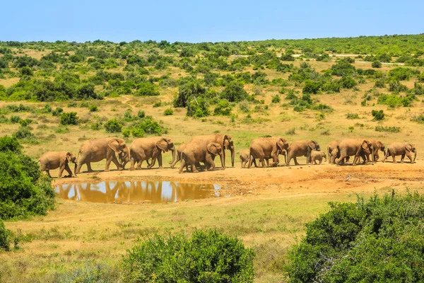 Słonie w Addo Np — Zdjęcie stockowe