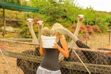 Woman feeding Ostriches clipart