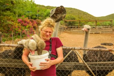 Feeding Ostriches Oudtshoorn clipart
