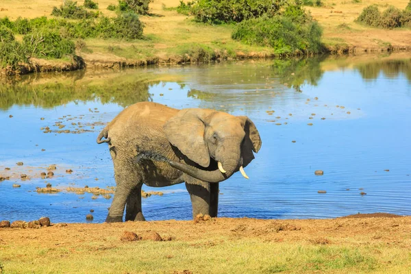 Ducha de lodo elefante — Foto de Stock