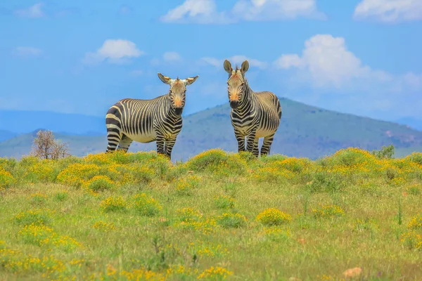 Dwie zebry górskie Cape — Zdjęcie stockowe