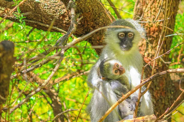 Macaco com bebê — Fotografia de Stock