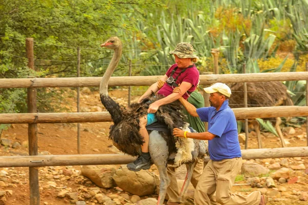 Riding of Ostriches — Stock Photo, Image