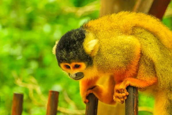 Macaco esquilo boliviano — Fotografia de Stock