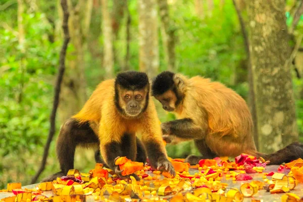 Kahverengi Capuchin maymunlar — Stok fotoğraf