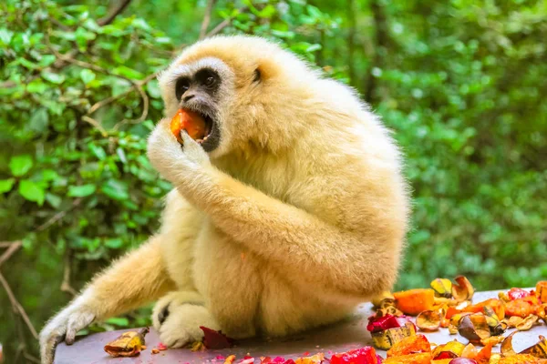 Blanco mano o Lar Gibbon — Foto de Stock