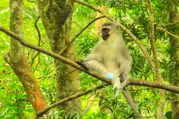 Macaco-vervet azul — Fotografia de Stock