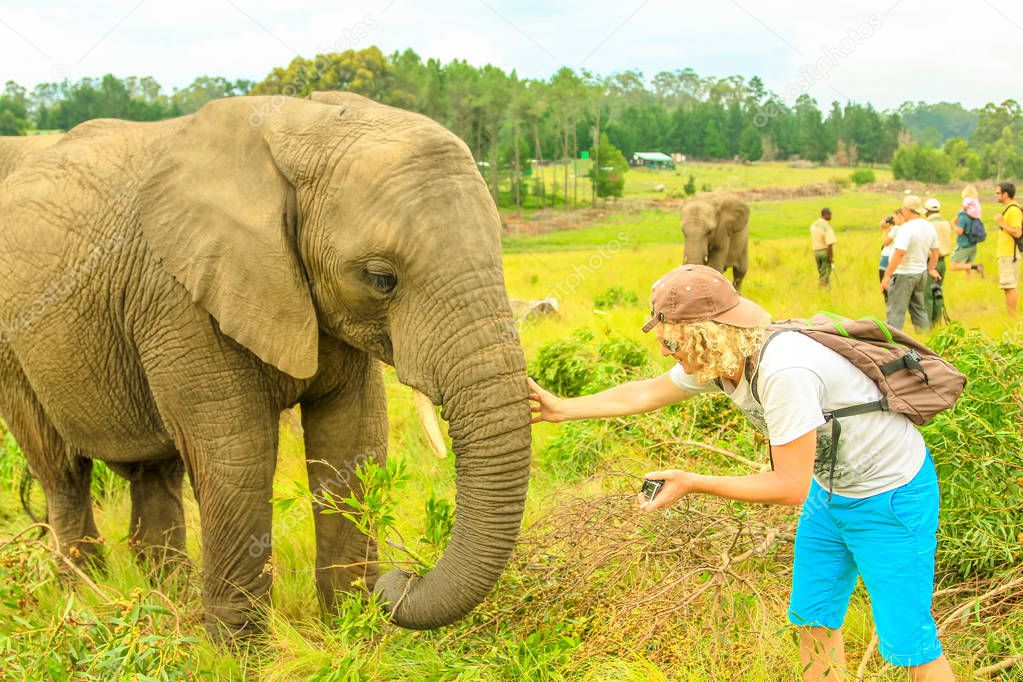 Photographer touchs Elephant