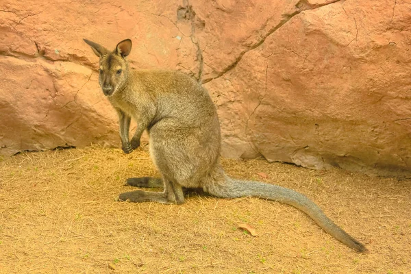 Den australske Wallaby - Stock-foto