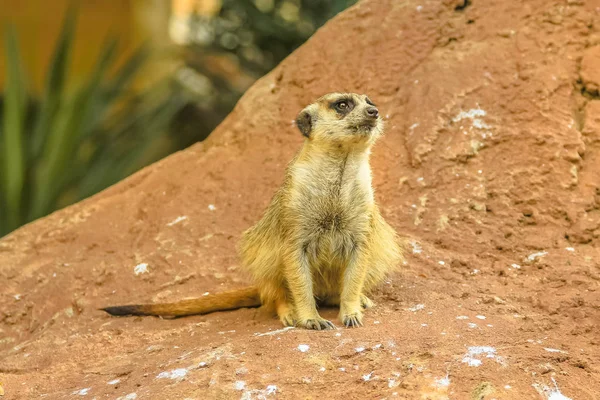 Suricate Південної Африки — стокове фото