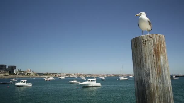 Cascais Palace Seixas — Stock Video