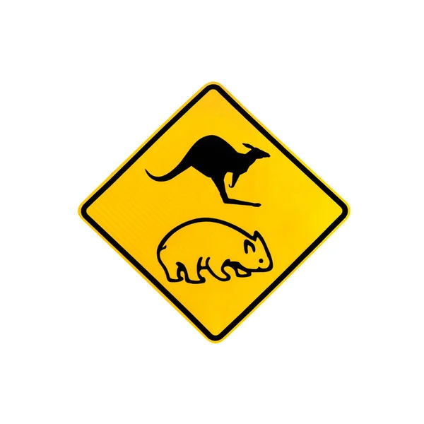 Wombats et kangourous traversant — Photo