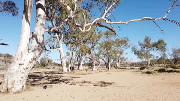 단순 한 나무의 틈에 있는 고무나무 — 비디오