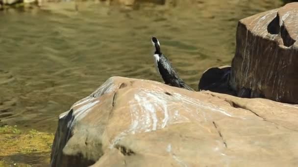 Pequeño cormorán espiado — Vídeo de stock