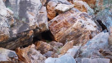 Avustralya Kaya valabisi atlıyor