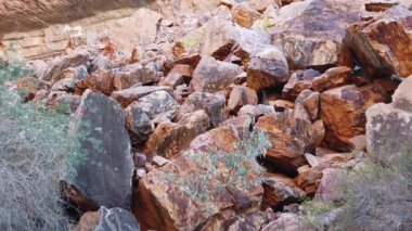 Avustralya Rock Wallaby