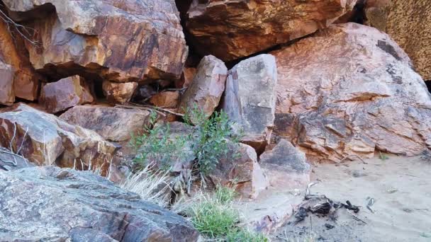 Rock wallaby Austrália — Vídeo de Stock