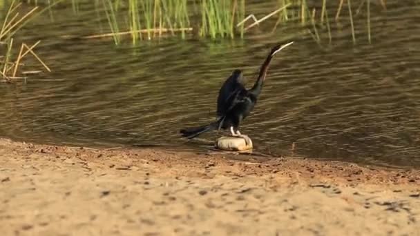 Австралійська річка Фінке — стокове відео