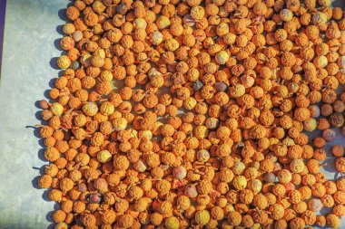 Yerli Quandong tohumları