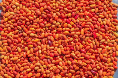 Sandalwood çalı tohumları