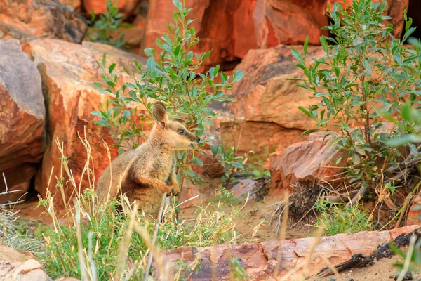 Rock wallaby Australia — Stock Photo, Image