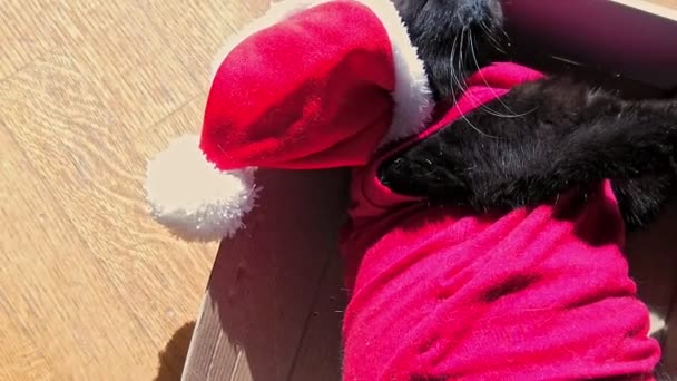 Kitten Santa Claus — Stock Video