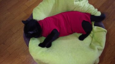 siyah şirin kedi