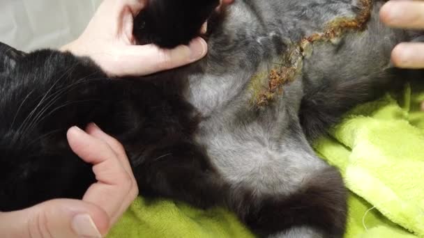 Desinfizierender chirurgischer Schnitt bei Katze — Stockvideo