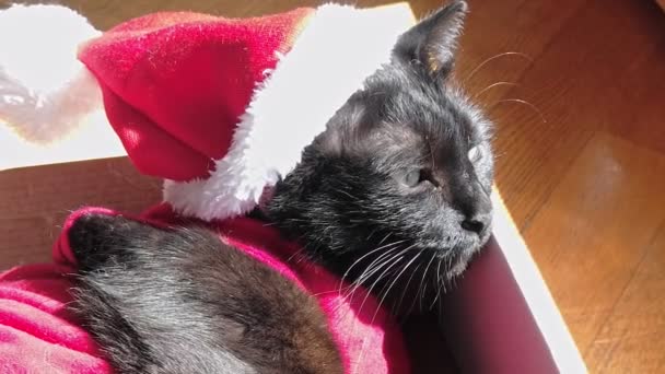 Άγιος Βασίλης γάτα — Αρχείο Βίντεο