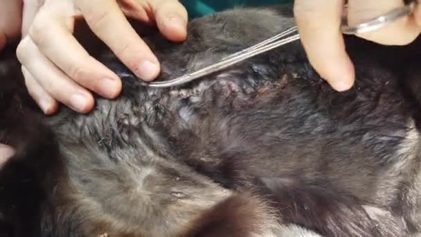 Mains de vétérinaire enlever les points de suture — Video