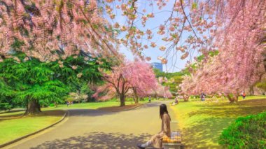 Shinjuku Gyoen Sakura