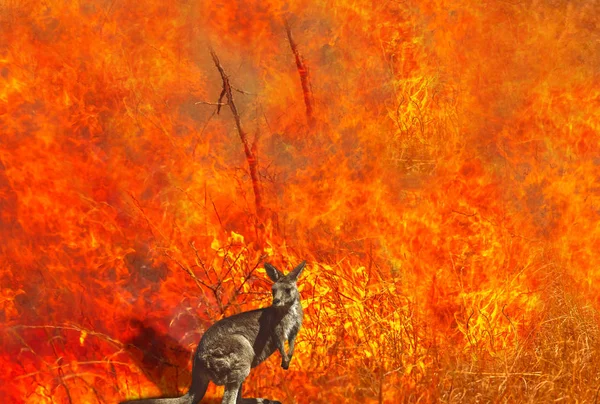Australijskie dzikie zwierzęta w ogniu — Zdjęcie stockowe