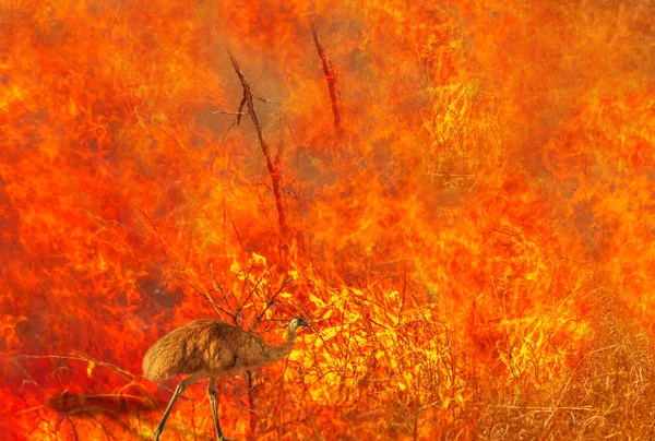 Australische Emu-Wildtiere im Feuer — Stockfoto