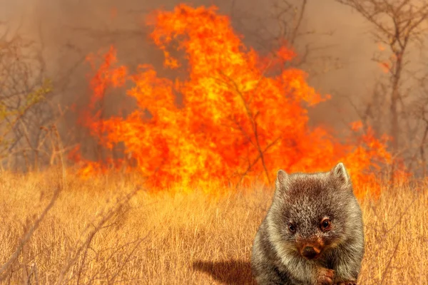 Ausztrál wombat vadvilág a tűzben — Stock Fotó