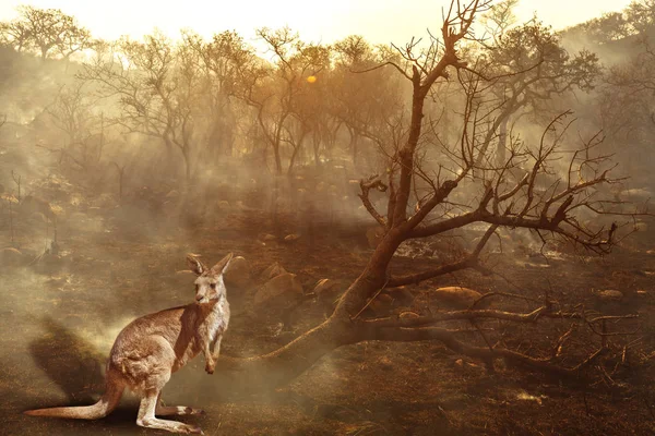 Australian Kangaroo wildlife in the fire — Stock Photo, Image