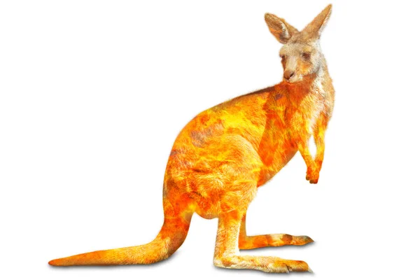 Australian kangaroo in the fire isolated — 스톡 사진