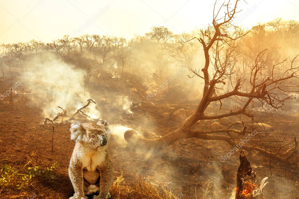 Australian koala wildlife in the fire