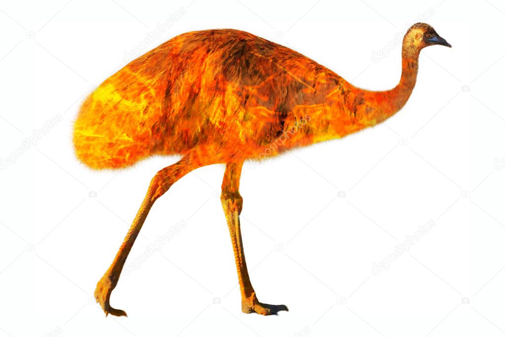 Australian emu in the fire isolated
