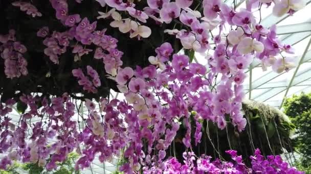 Fontana di Topiary Passeggiata a Canopy Park — Video Stock