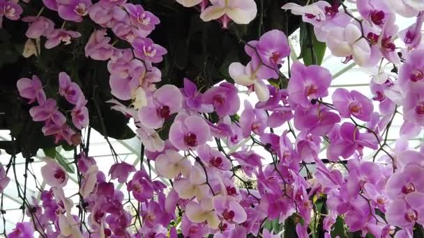 Jardín florido en Jewel Aeropuerto — Vídeos de Stock