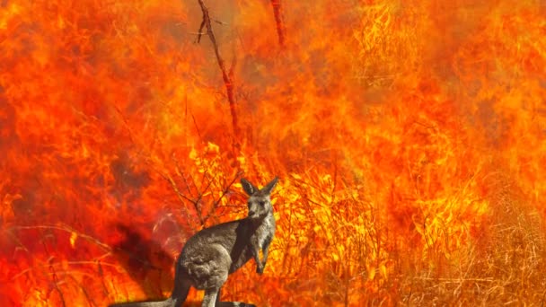 Vida selvagem australiana em incêndios florestais cinemagraph — Vídeo de Stock