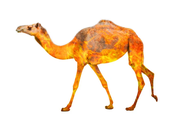 Australian camel in the fire isolated — 스톡 사진