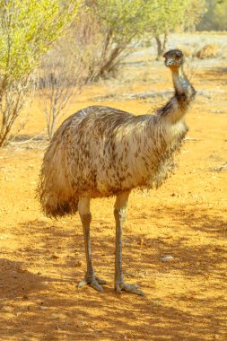 Avustralya 'nın Emu simgesi