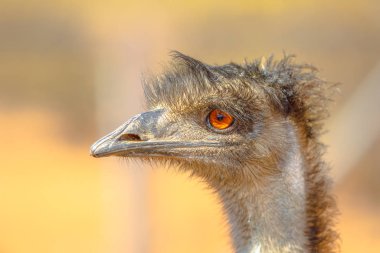 emu portresi